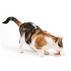 Catit Creamy Lickable Treat - Tuna Flavour 5 Pack
