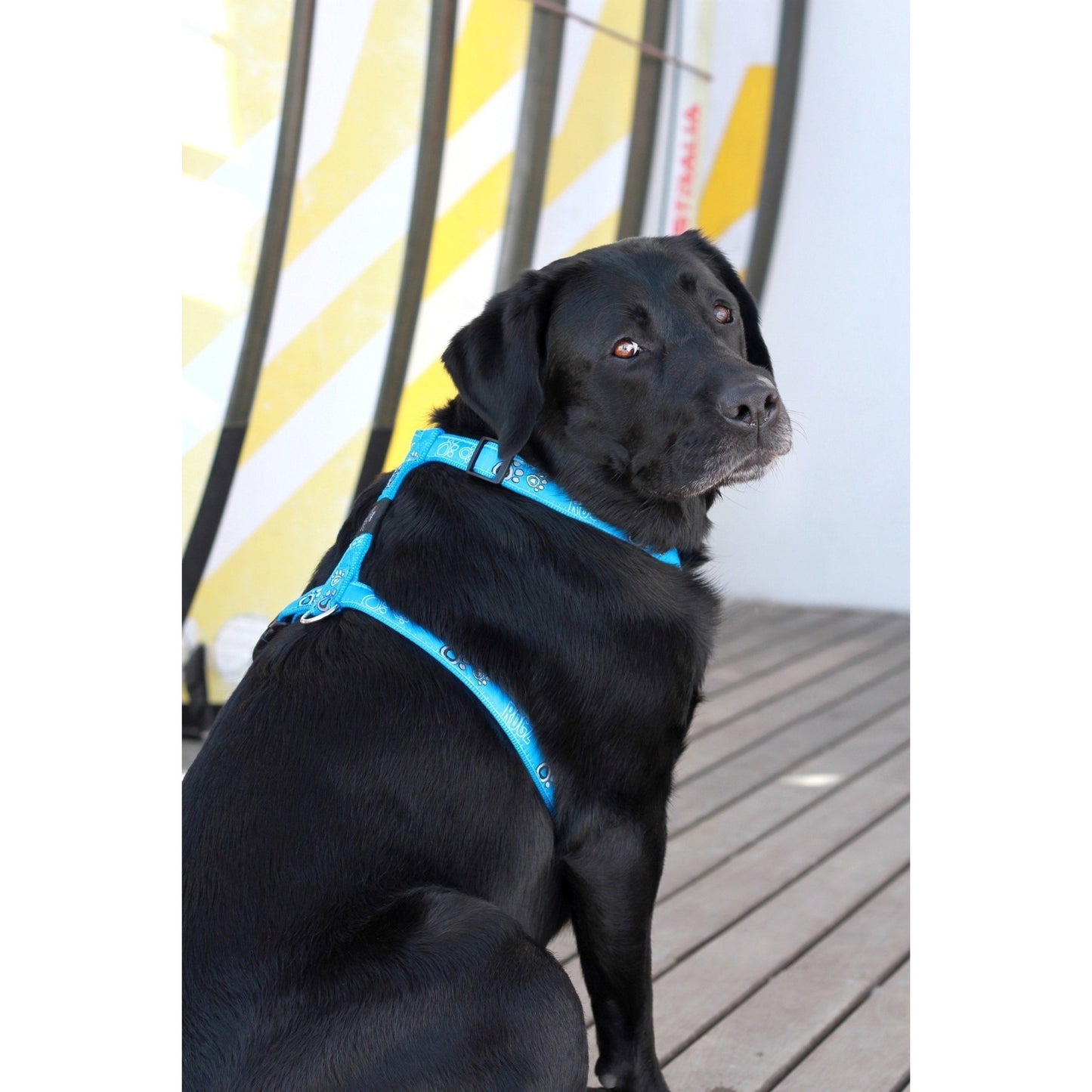 _Rogz Fancy Dress H-Harness - Mocha Bone