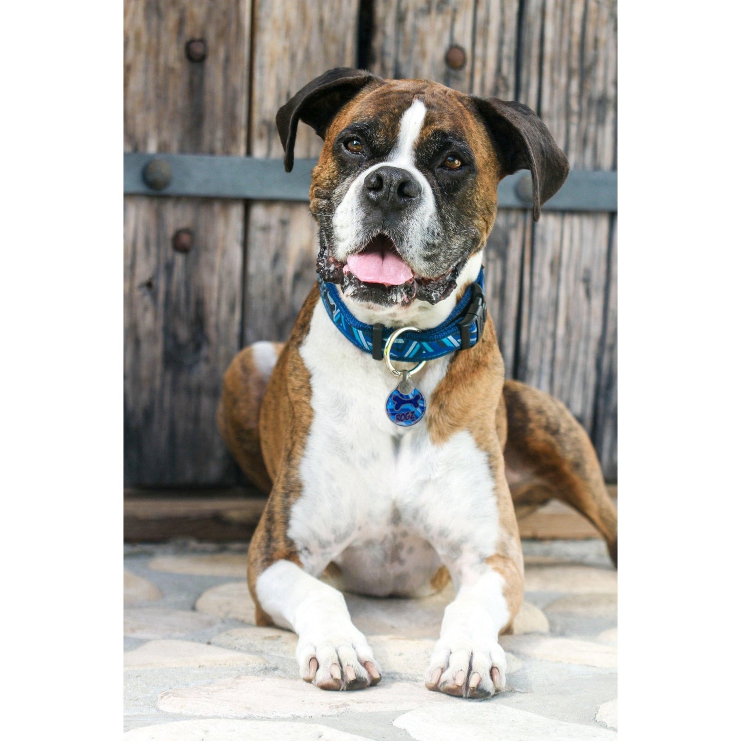 _Rogz Fancy Dress Side Release Collar - Red Bone