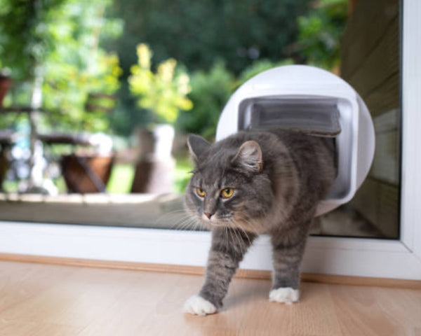 Choosing A Door For Your Cat