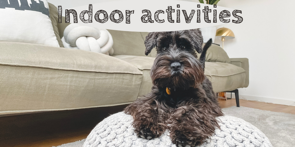 Ways to keep your pup entertained indoors