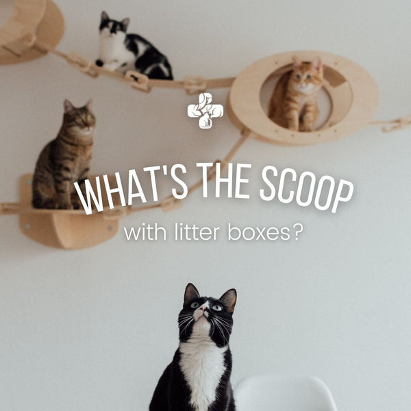 What's the scoop with litter boxes?