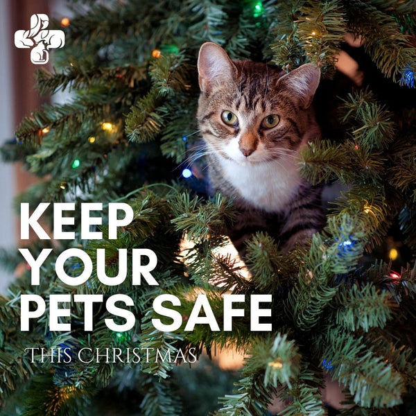 The 12 Dangers of Christmas