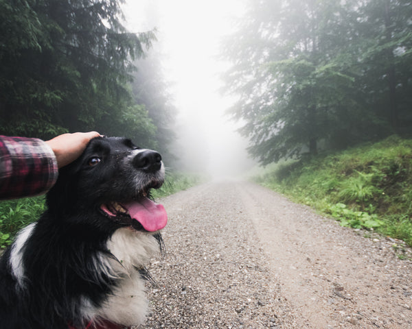 Winter Pet Care Tips