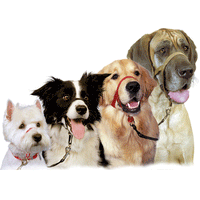 Company of Animals Halti Head Collar