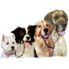 Company of Animals Halti Head Collar