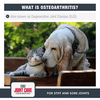GCS Dog Advanced Powder Joint Care