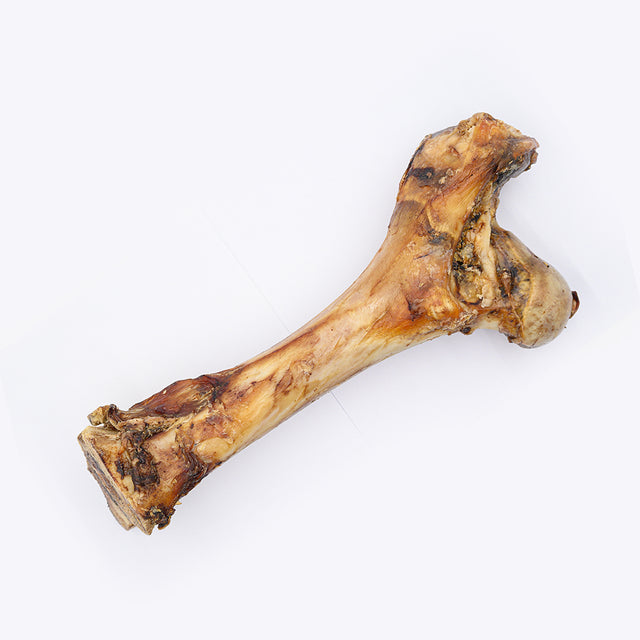 HP Medium Bone