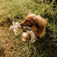 Huntlea Dog Rope Toy 2 Knot with 2 Hoof