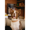 Huntlea Impala Heavy Plain Leather Dog Collar