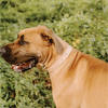 Huntlea Impala Studded Leather Dog Collar