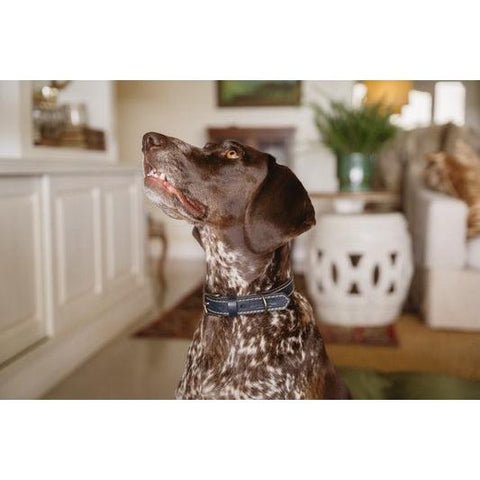 Huntlea Leopard Dog Collar