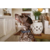 Huntlea Leopard Dog Collar