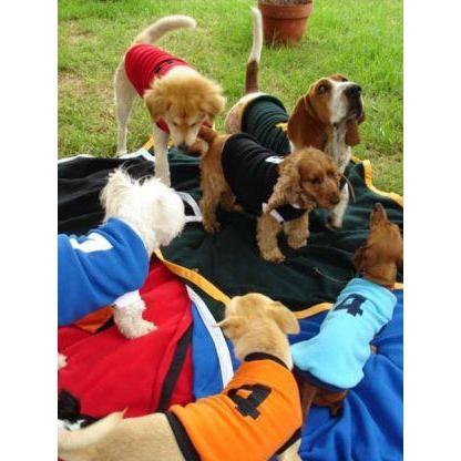 Kunduchi Dog Jersey  - Sporty/Rugby (Size 8)