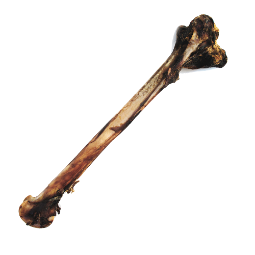 Nandoe Dried Ostrich Giant Bones - Single