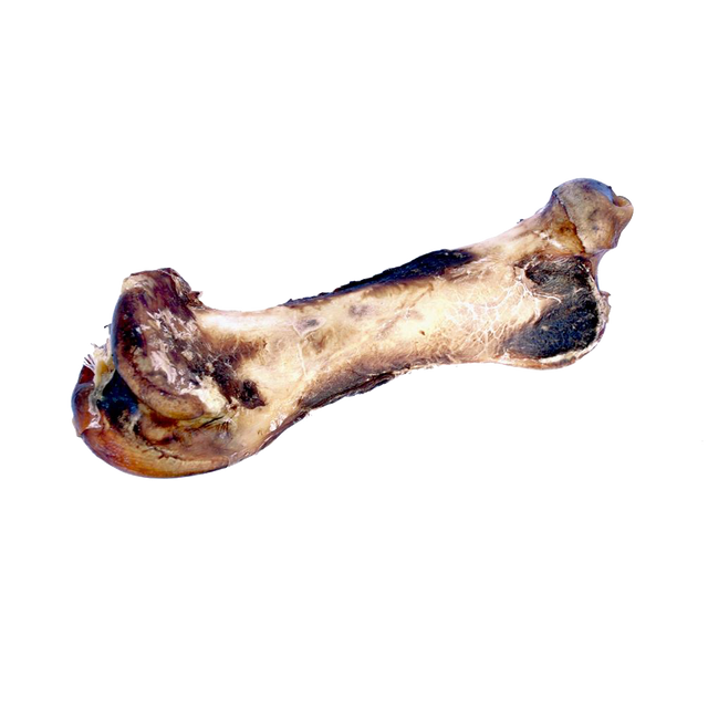Nandoe Ostrich Hip Bone