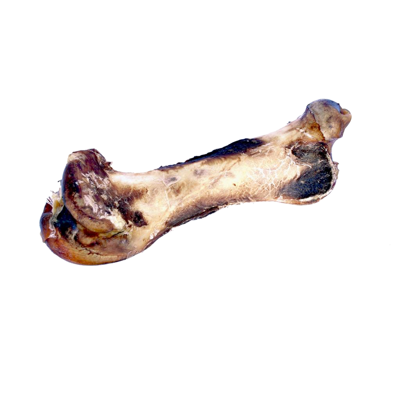 Nandoe Ostrich Hip Bone