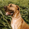 Huntlea Impala Bulldog Studded Leather Dog Collar