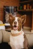 Huntlea Impala Heavy Plain Leather Dog Collar