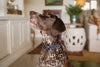 Huntlea Leopard Dog Collar