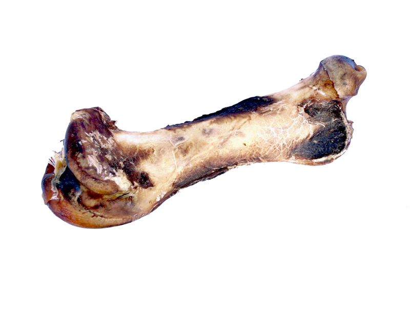 Nandoe Ostrich Hip Bone