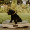 Huntlea Leopard Dog Lead