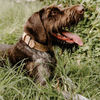 Huntlea Impala Mighty Plain Leather Dog Collar