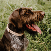 Huntlea Impala Plain Leather Dog Collar