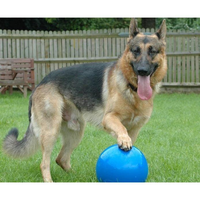 Company of Animals Boomer Ball Pet Plus - Main Image