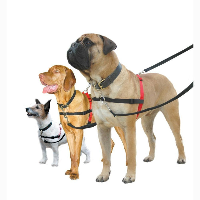 Company of Animals Halti Front Control Harness