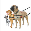 Company of Animals Halti Front Control Harness