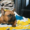 Dog's Life Blanket  Broad Stripe - Navy