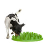 Green Slow Feeder For Dogs