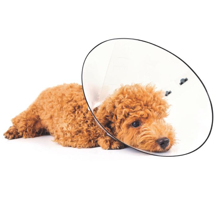 M-Pets Bastion Protective Dog Collar1