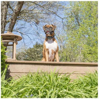 PetSafe Spray Bark Control Collar