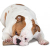 Petstages Durable Dogwood Stick Medium