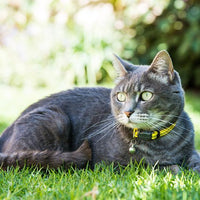 Rogz Alleycat Collar - Black