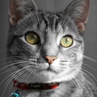 Rogz Alleycat Collar - Black