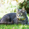 Rogz Alleycat Collar - DayGlo Yellow
