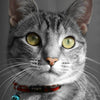 Rogz Alleycat Collar - DayGlo Yellow