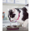 Rogz Anchovy Stainless Steel Bowl - Pink