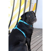 Rogz Fancy Dress H-Harness - Red Bone