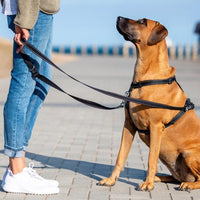 Rogz Utility Control Multi Lead - Blue