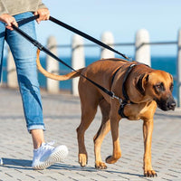 Rogz Utility Control Multi Lead - Blue
