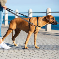 Rogz Utility Control Multi Lead - Red