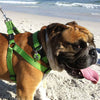 Rogz Utility Step In Harness - DayGlo