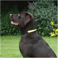 Rosewood Premium Flashing Collar - Yellow