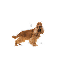 Royal Canin Breed Specific Dog Food - Cocker Spaniel Adult