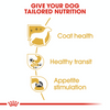 Royal Canin Breed Specific Wet Dog Food - Chihuahua Adult Pouches (Box of 12)