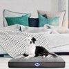Sealy Cushy Comfy Flat Dog Bed